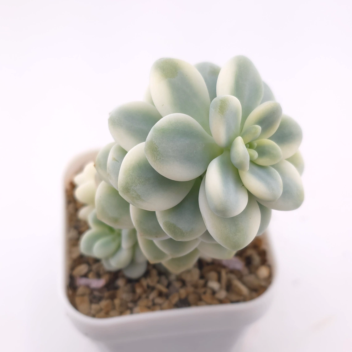 Sedum clavatum variegated | 勞爾錦 thumbnail 2