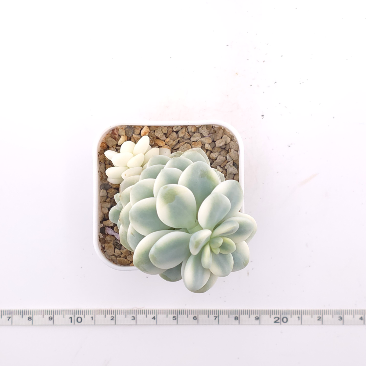 Sedum clavatum variegated | 勞爾錦 thumbnail 4