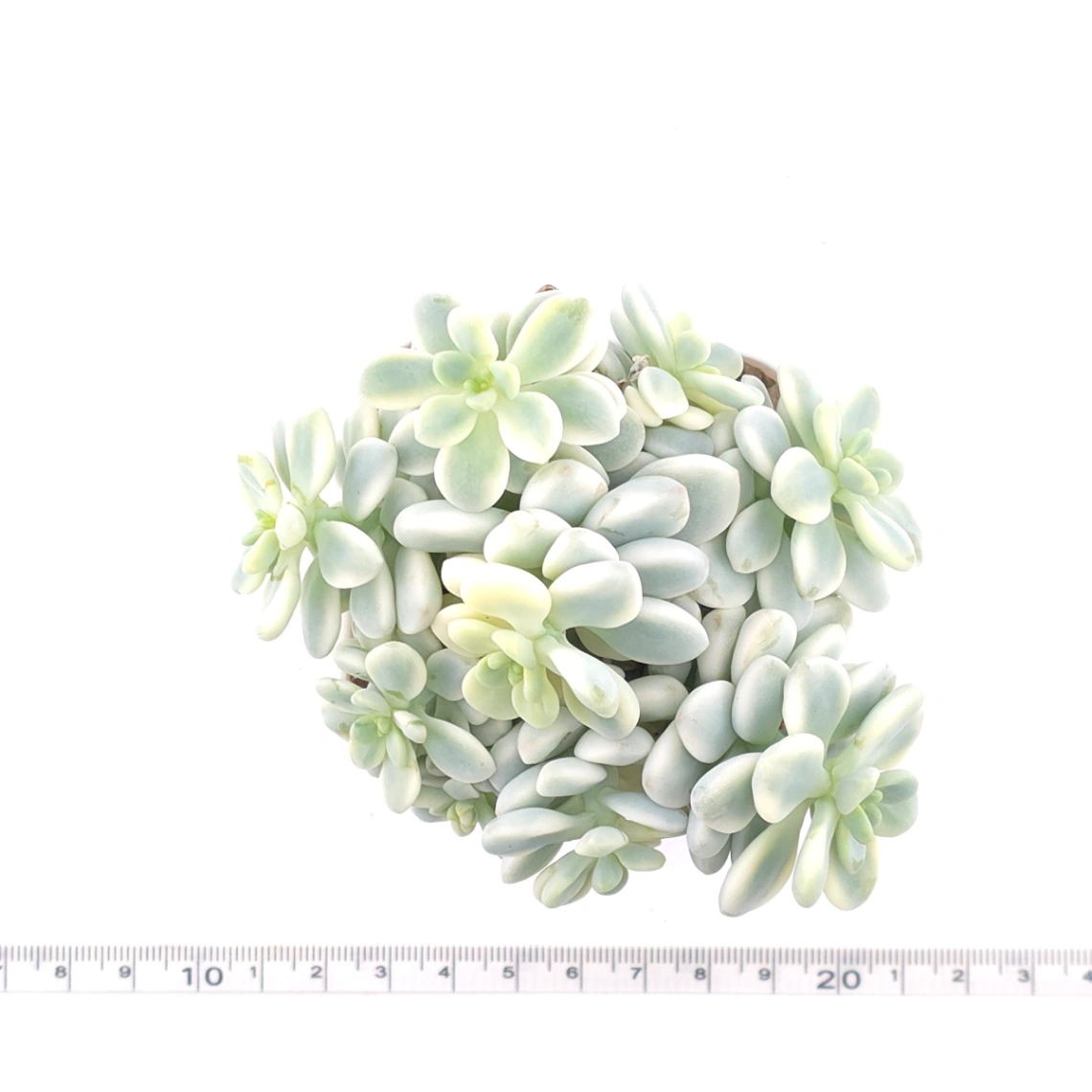 Sedum clavatum variegated | 勞爾錦 thumbnail 4