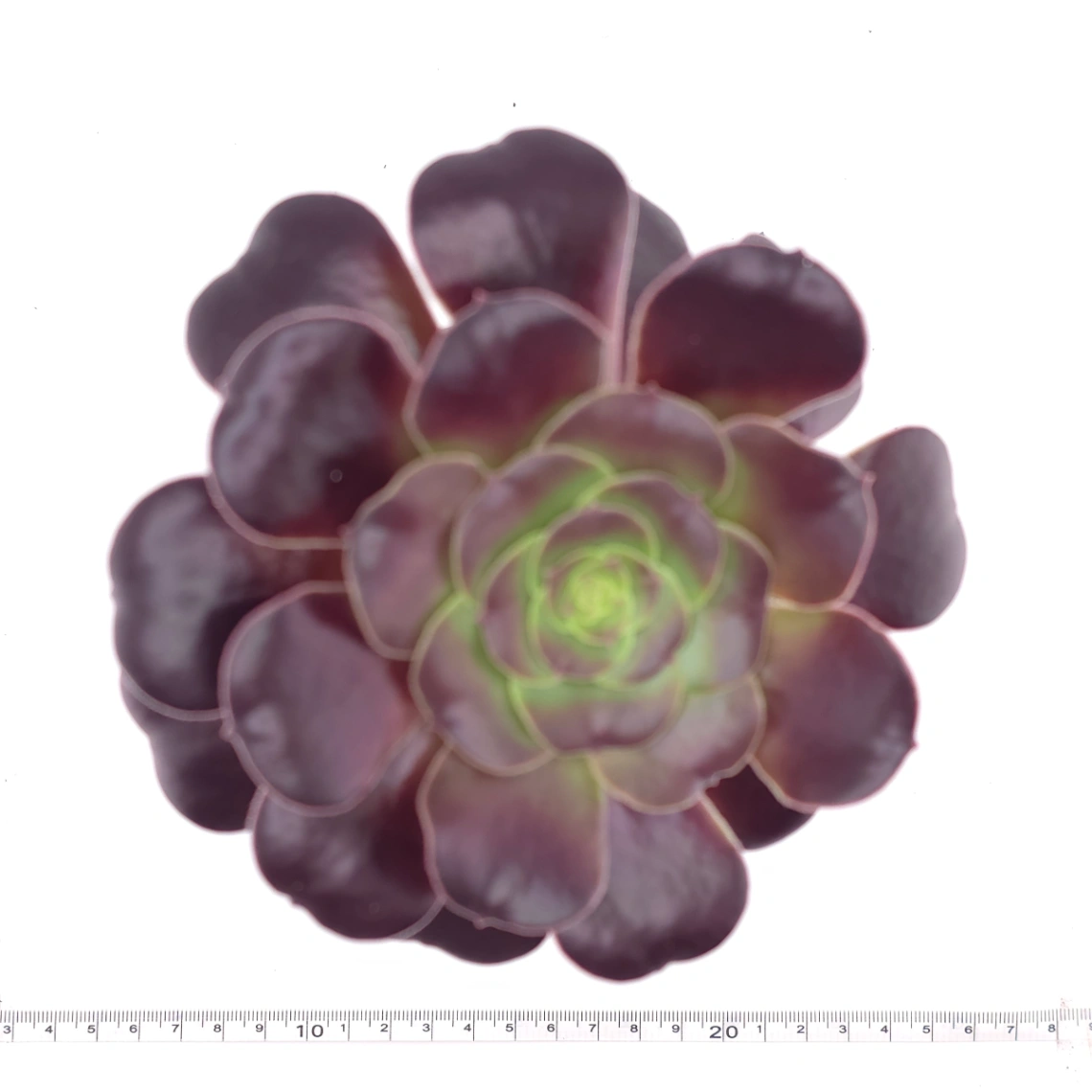 Aeonium ‘Chocolate Rose’ | 巧克力玫瑰 thumbnail 4