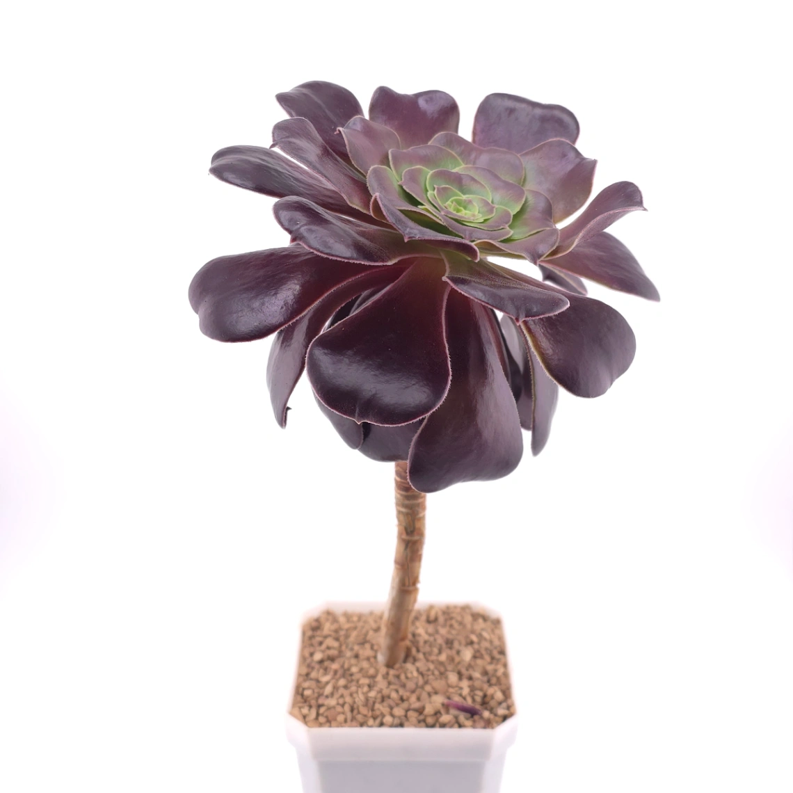 Aeonium ‘Chocolate Rose’ | 巧克力玫瑰 thumbnail 3
