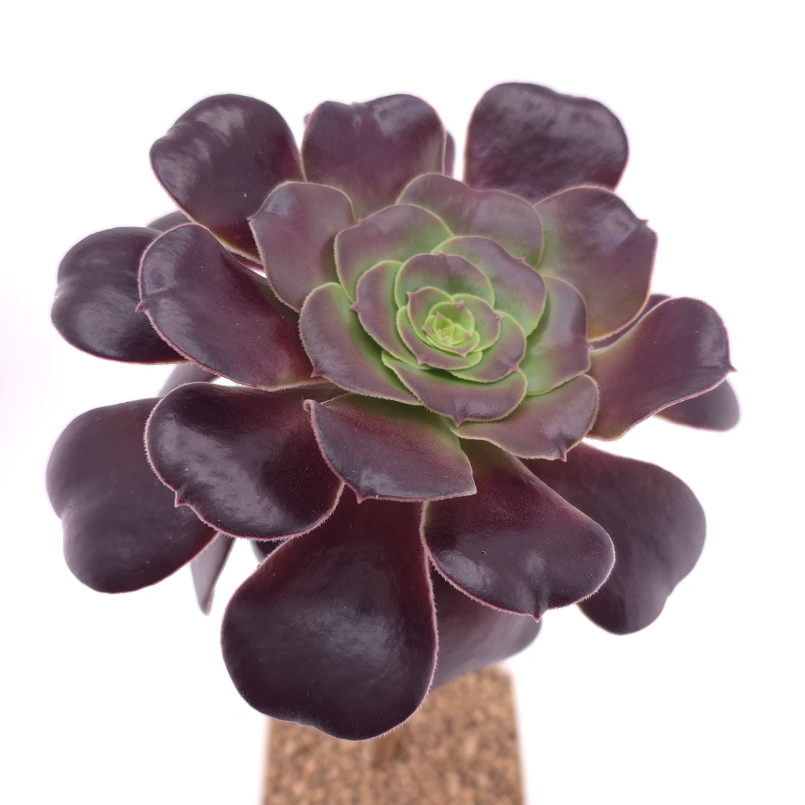 Aeonium ‘Chocolate Rose’ | 巧克力玫瑰 thumbnail 2