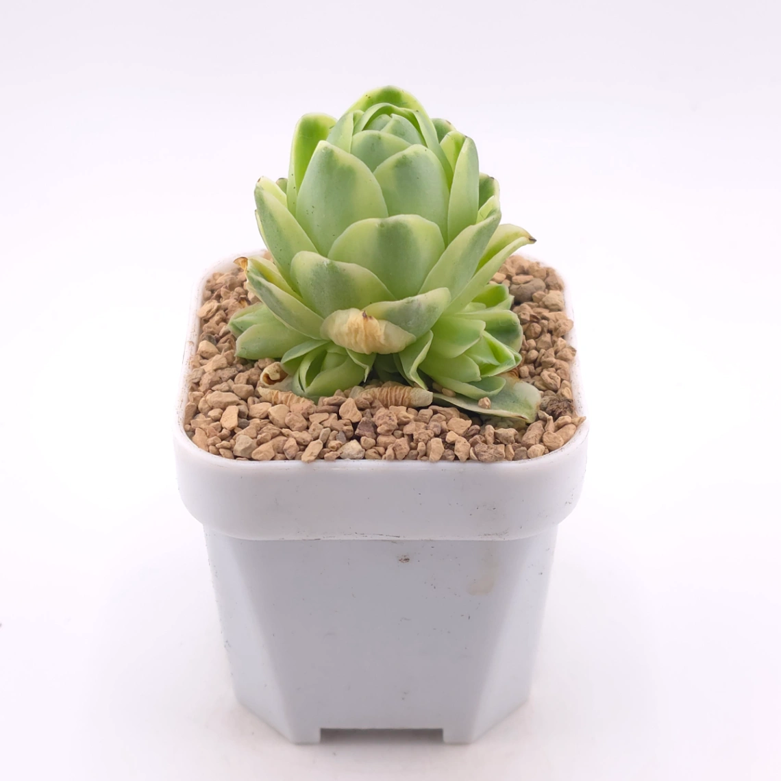 Aeonium greenovia 'Spring Dawn' | 春曉玫瑰 thumbnail 3