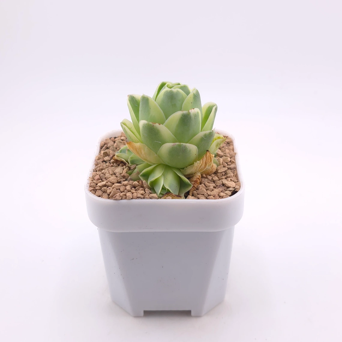 Aeonium greenovia 'Spring Dawn' | 春曉玫瑰 thumbnail 3