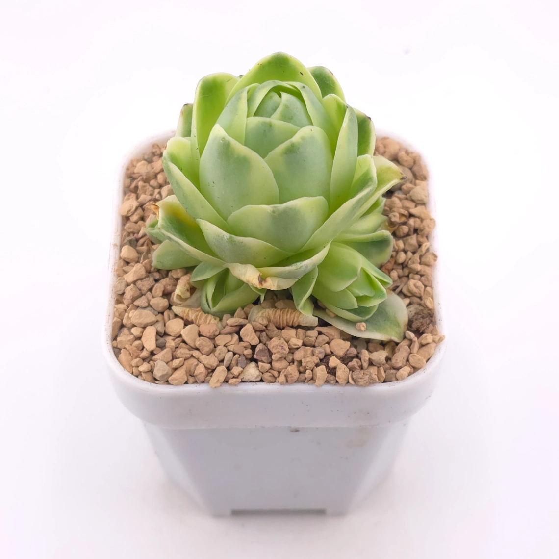 Aeonium greenovia 'Spring Dawn' | 春曉玫瑰 thumbnail 2
