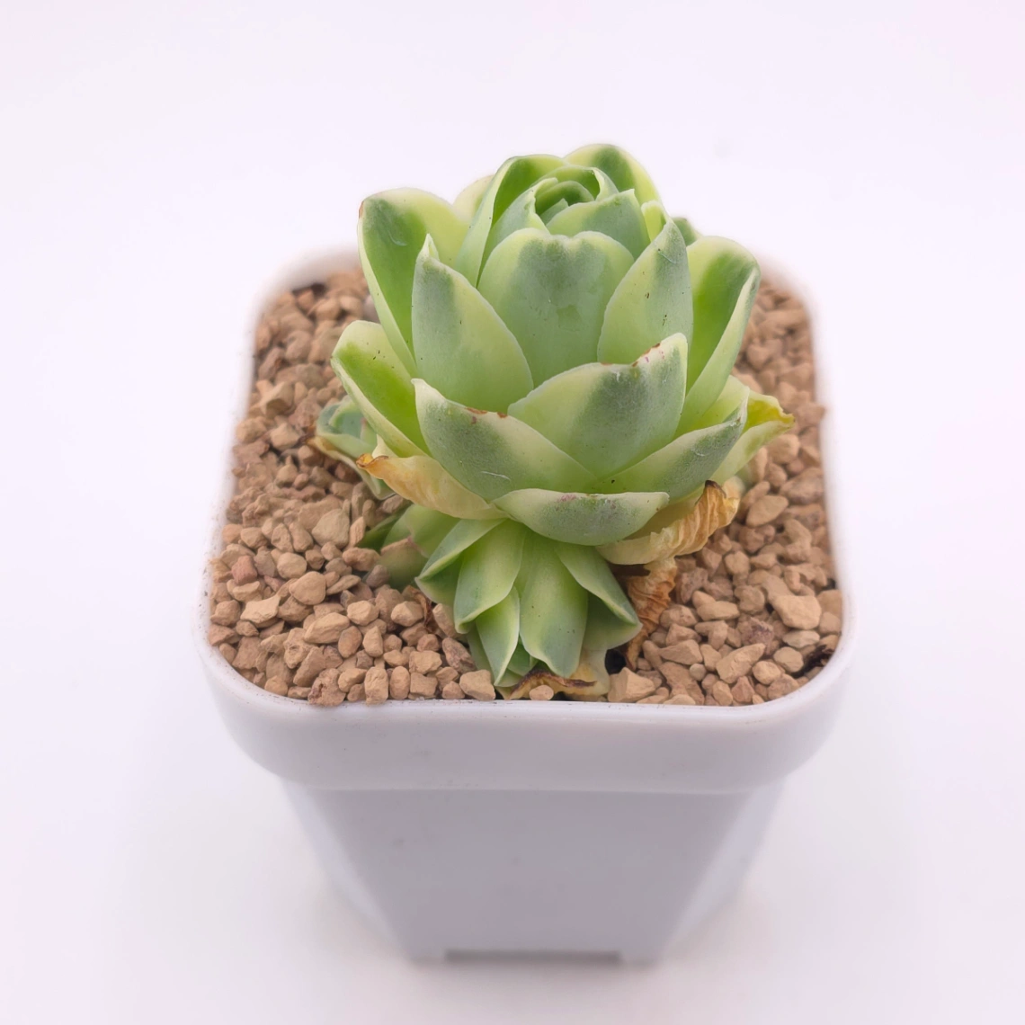 Aeonium greenovia 'Spring Dawn' | 春曉玫瑰 thumbnail 2