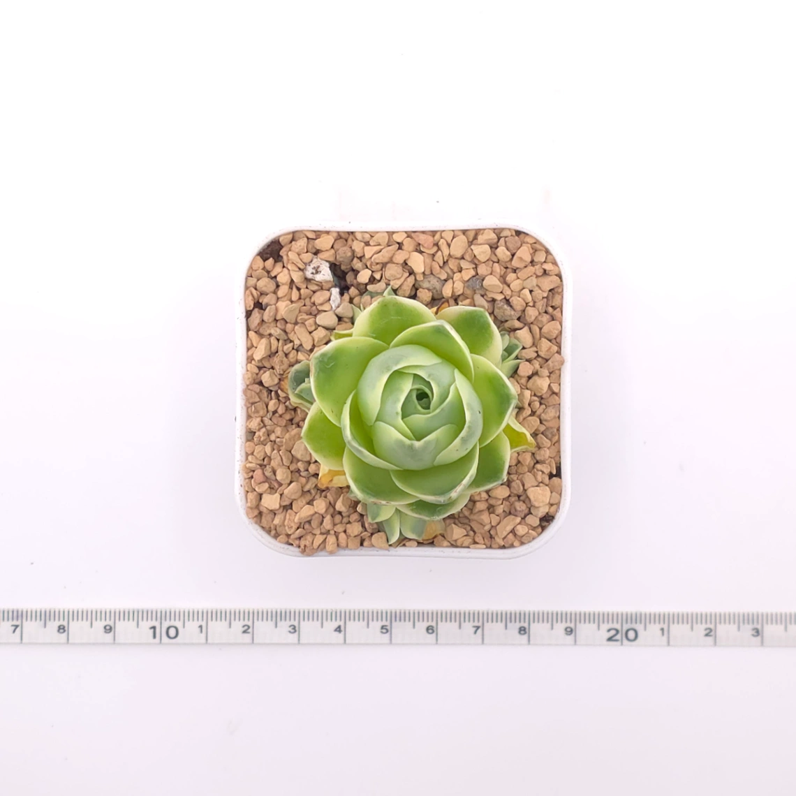 Aeonium greenovia 'Spring Dawn' | 春曉玫瑰 thumbnail 4