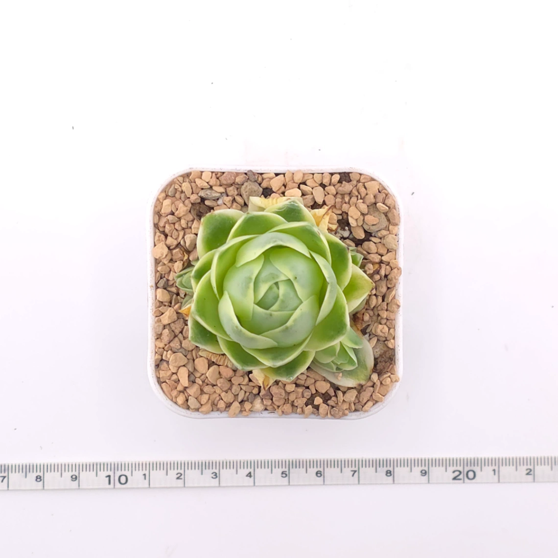 Aeonium greenovia 'Spring Dawn' | 春曉玫瑰 thumbnail 4