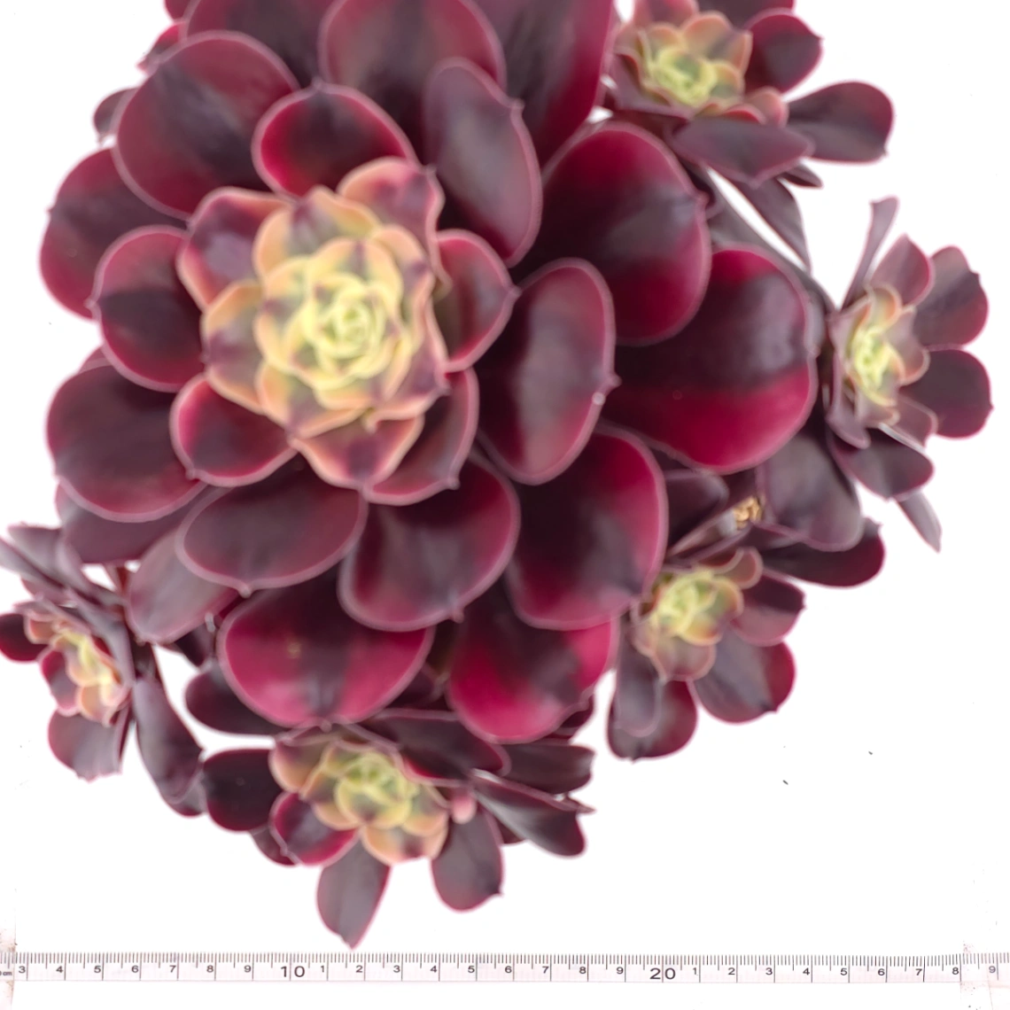 Aeonium ‘Medusa’ | 美杜莎法師 thumbnail 4