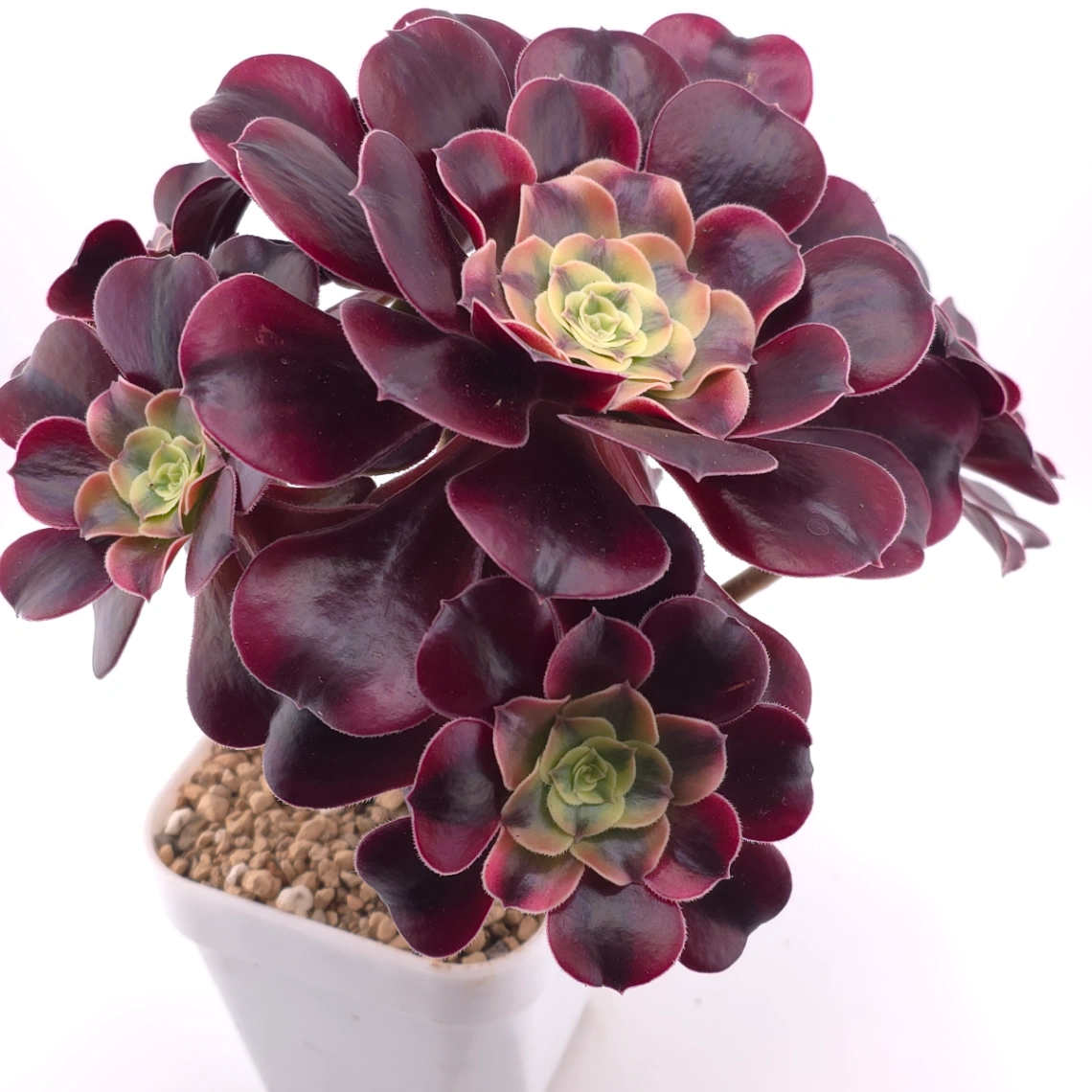 Aeonium ‘Medusa’ | 美杜莎法師 thumbnail 2