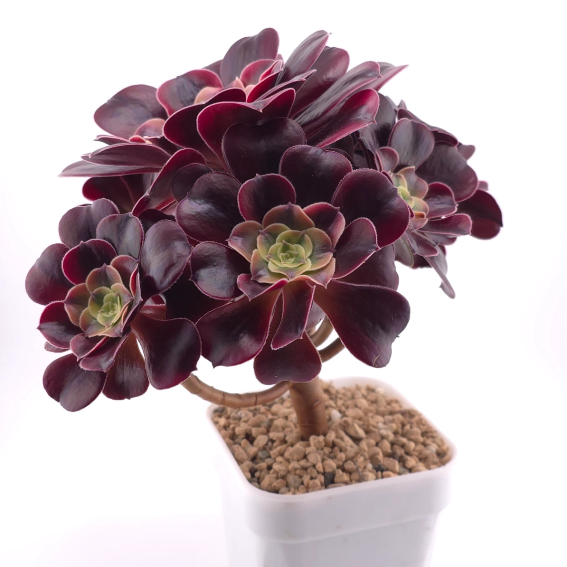 Aeonium ‘Medusa’ | 美杜莎法師 thumbnail 3