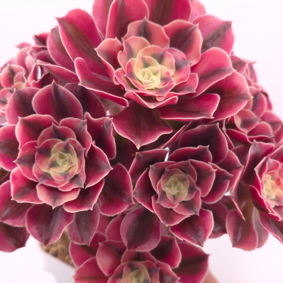 Aeonium ‘Pink Witch’ | 粉色女巫 thumbnail 4