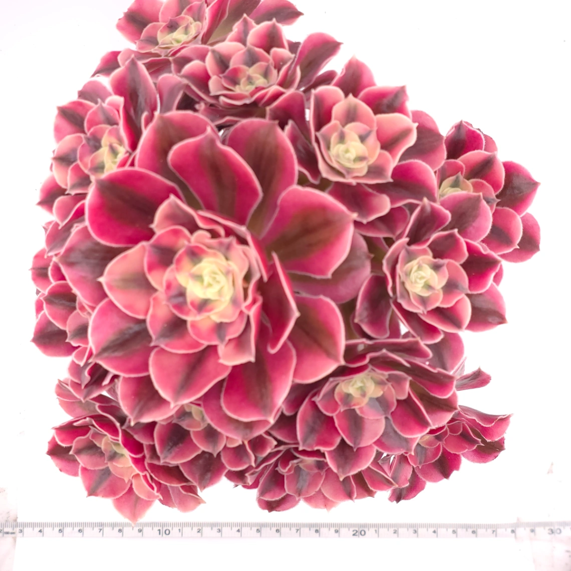 Aeonium ‘Pink Witch’ | 粉色女巫 thumbnail 3