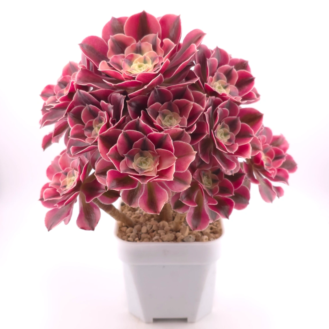 Aeonium ‘Pink Witch’ | 粉色女巫 thumbnail 2