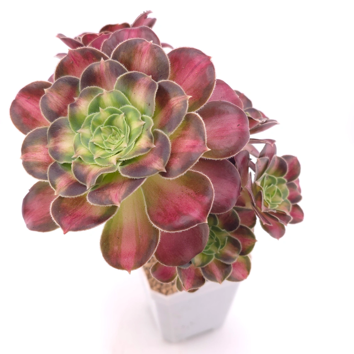Aeonium ‘Shaohua’ | 韶華 thumbnail 2