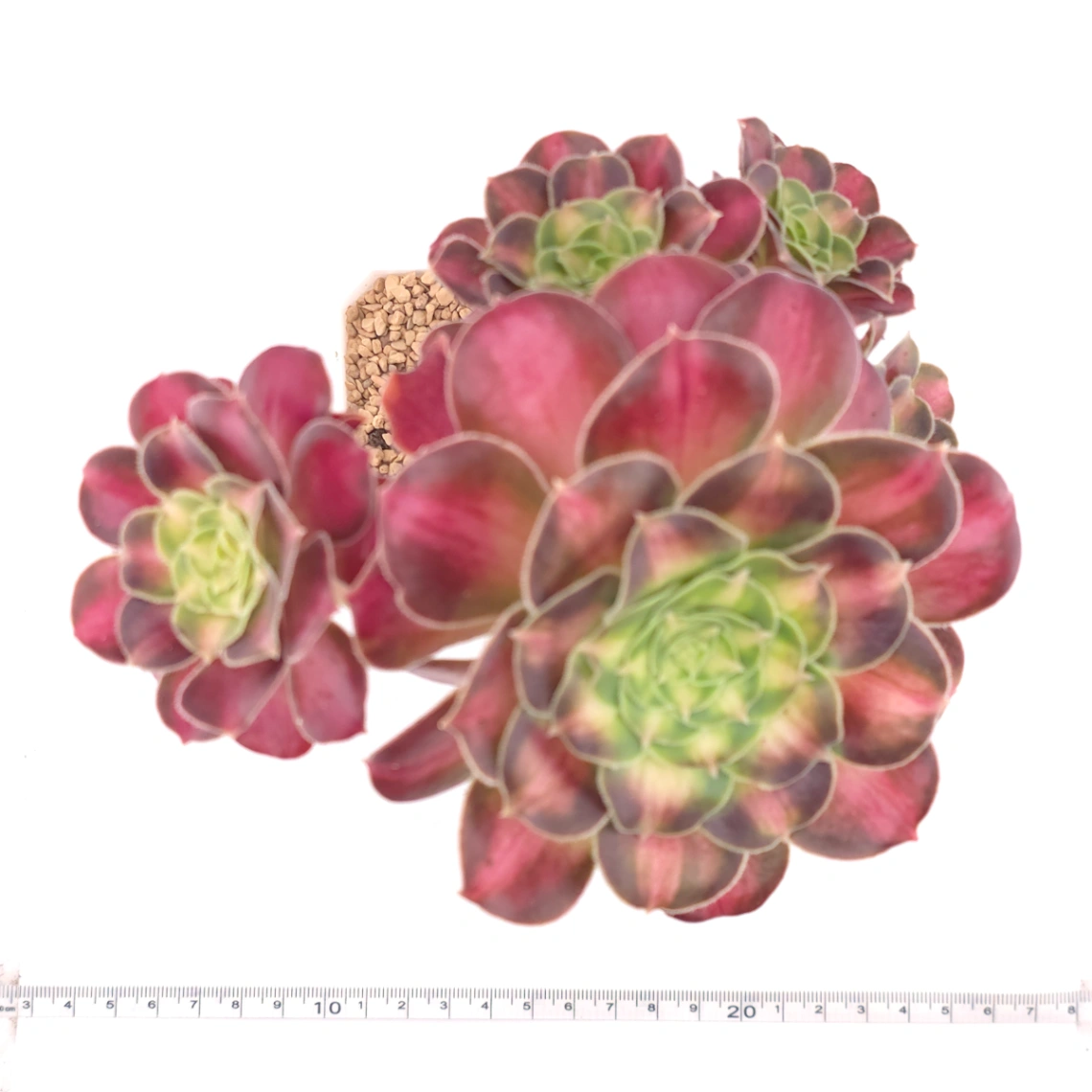Aeonium ‘Shaohua’ | 韶華 thumbnail 4