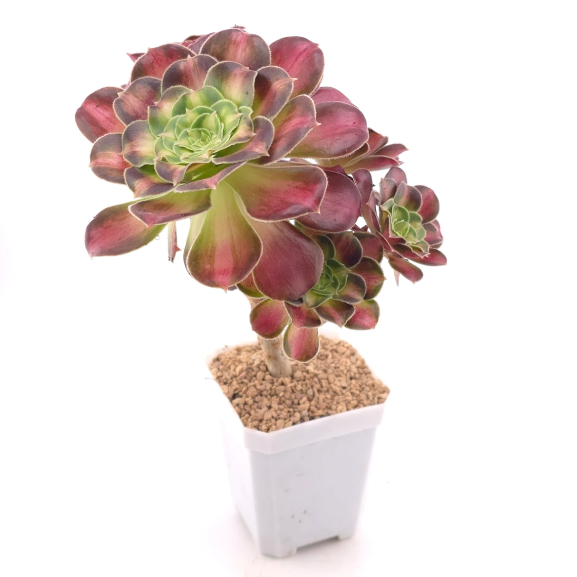 Aeonium ‘Shaohua’ | 韶華 thumbnail 3