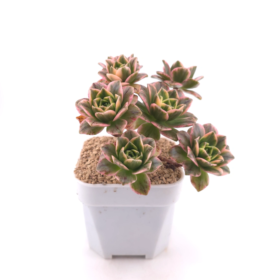 Aeonium ‘Sweet Tea’ | 甜茶法師 thumbnail 3
