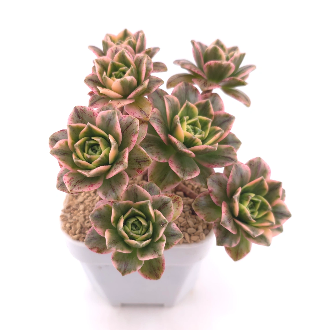 Aeonium ‘Sweet Tea’ | 甜茶法師 thumbnail 2
