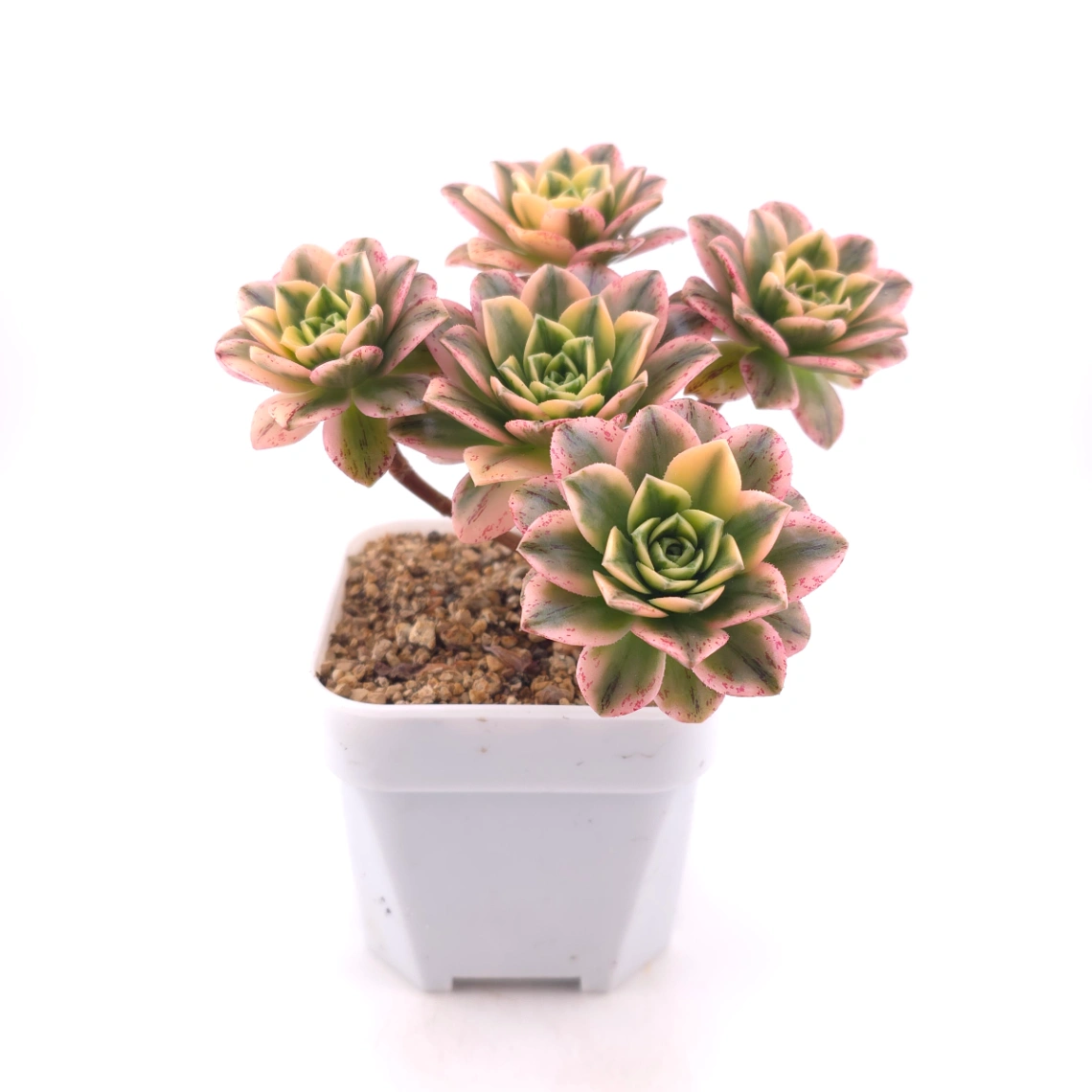 Aeonium ‘Sweet Tea’ | 甜茶法師 thumbnail 3