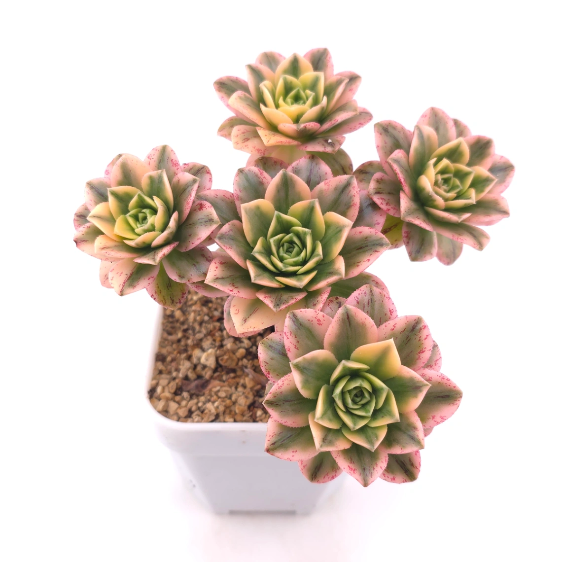 Aeonium ‘Sweet Tea’ | 甜茶法師 thumbnail 2