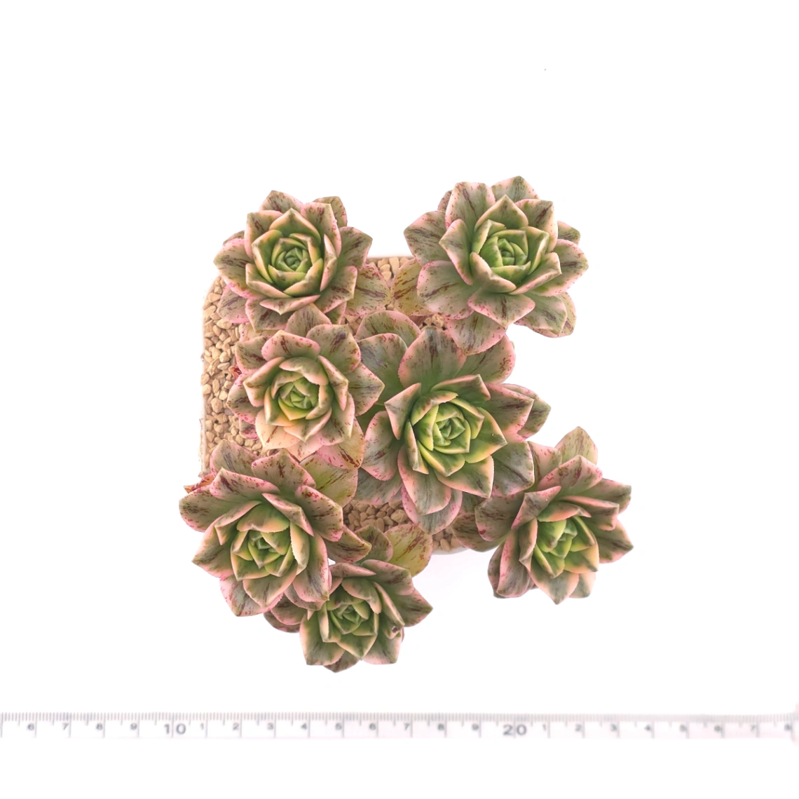 Aeonium ‘Sweet Tea’ | 甜茶法師 thumbnail 4