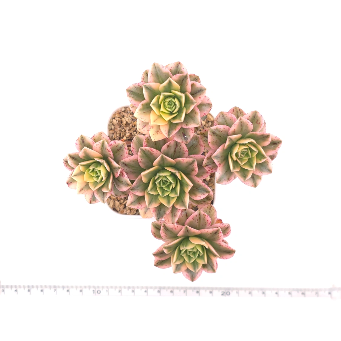 Aeonium ‘Sweet Tea’ | 甜茶法師 thumbnail 4