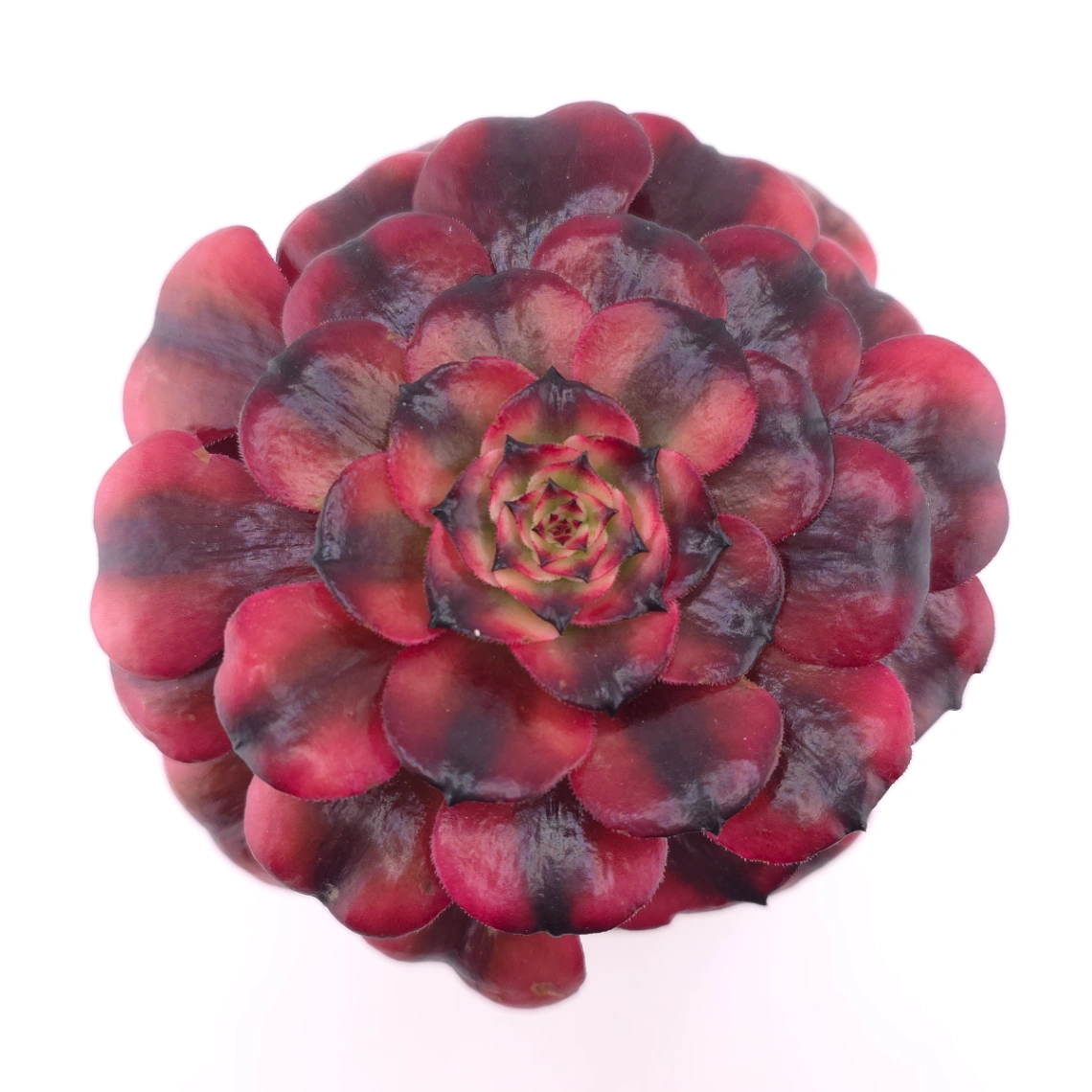 Aeonium ‘Velvet Rose’ | 天鵝絨法師 - View 1