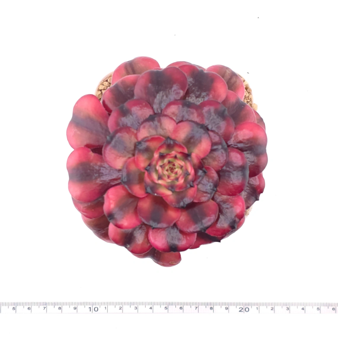 Aeonium ‘Velvet Rose’ | 天鵝絨法師 thumbnail 4