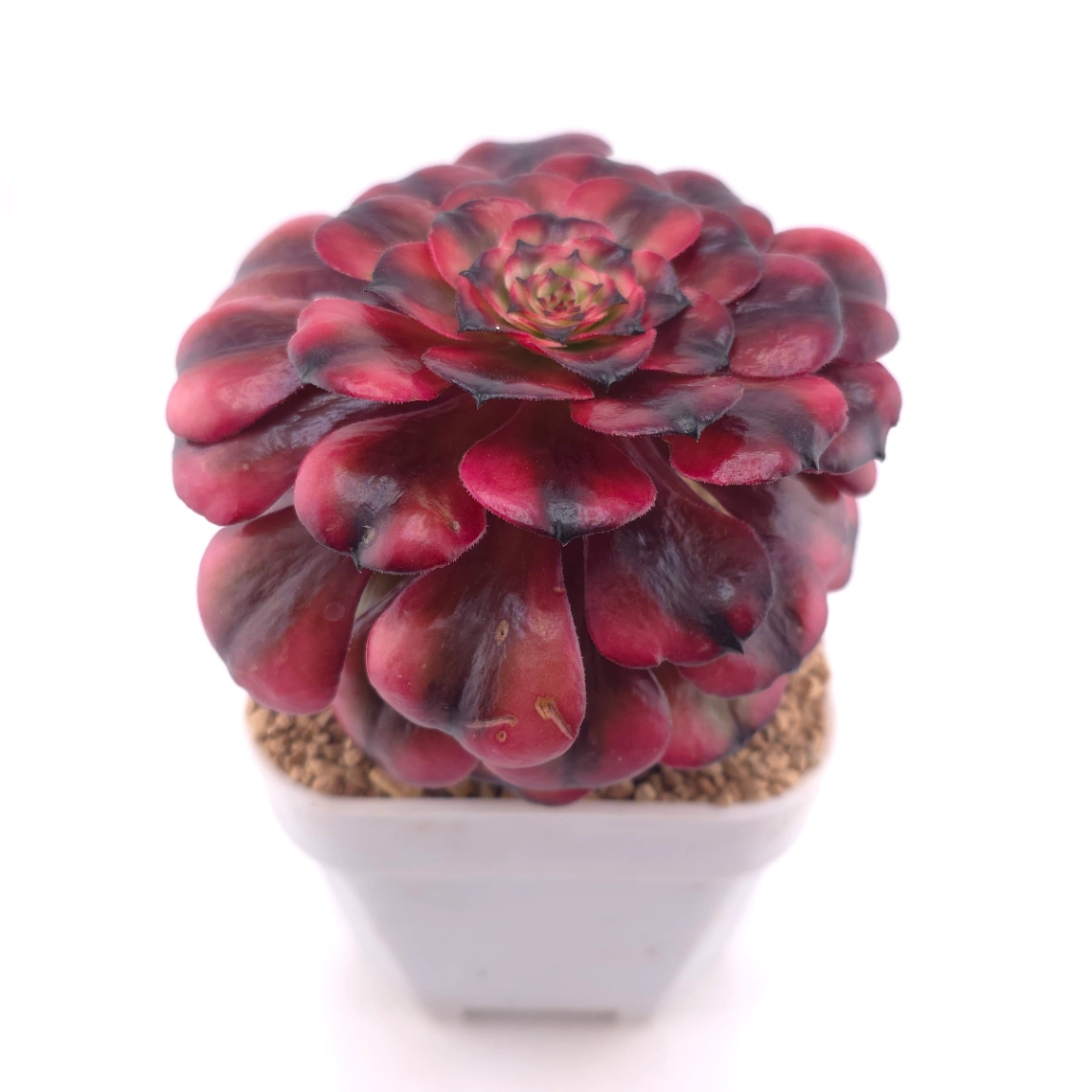 Aeonium ‘Velvet Rose’ | 天鵝絨法師 thumbnail 2