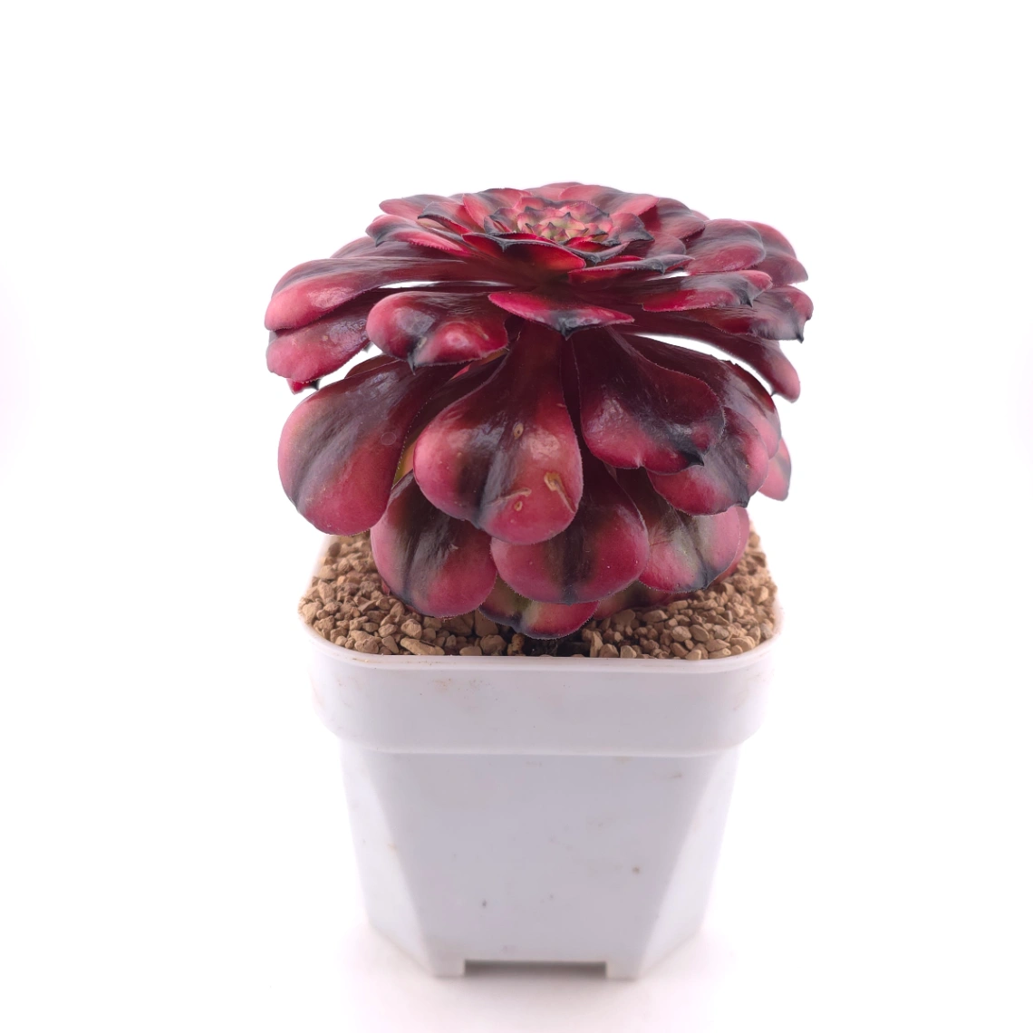 Aeonium ‘Velvet Rose’ | 天鵝絨法師 thumbnail 3