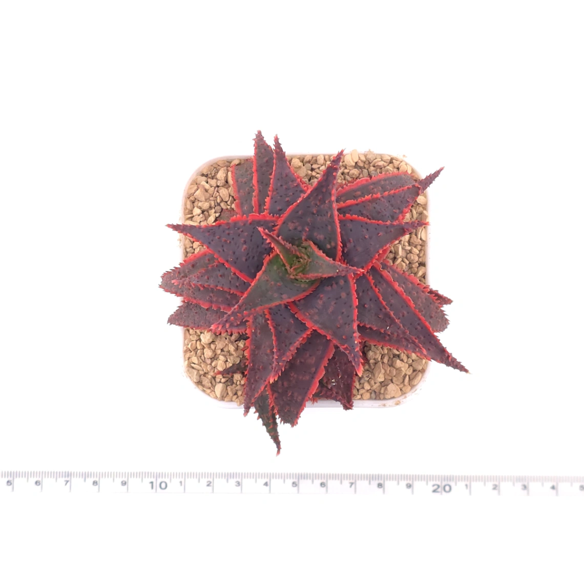 Aloe ‘Christmas Carol’ | 聖誕蘆薈 thumbnail 4
