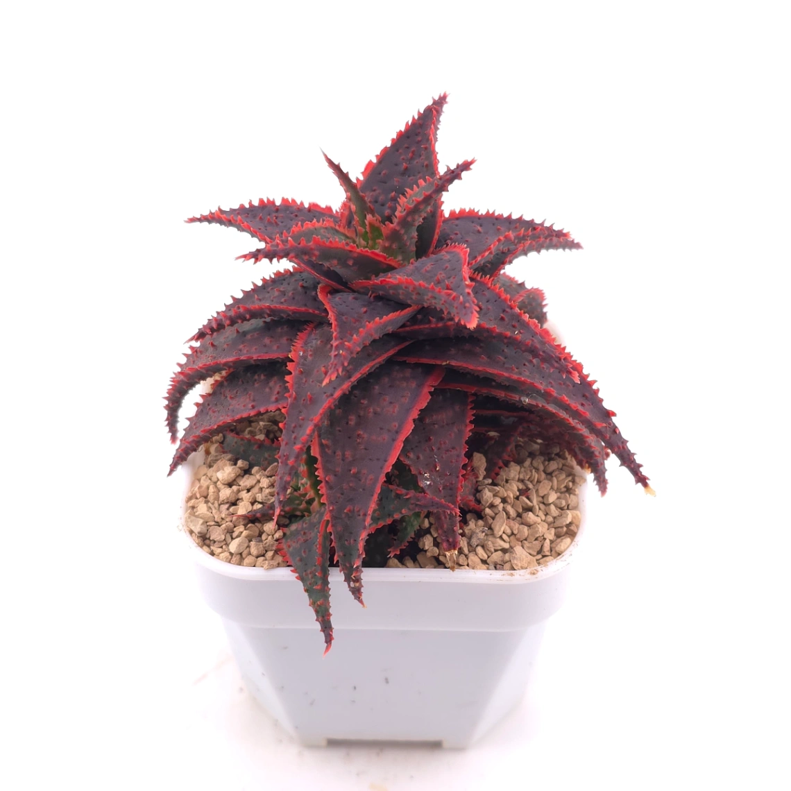 Aloe ‘Christmas Carol’ | 聖誕蘆薈 thumbnail 2