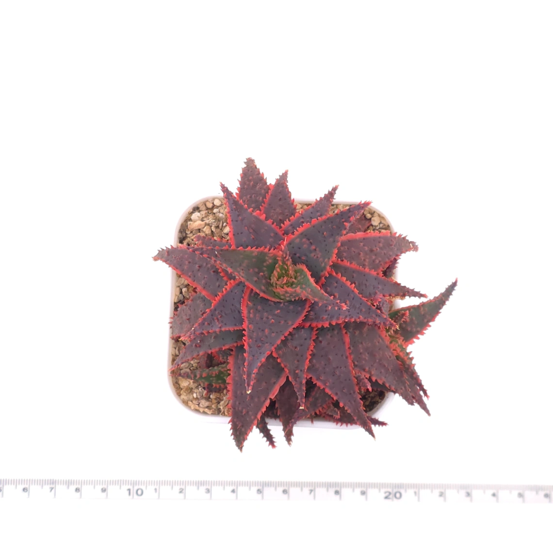 Aloe ‘Christmas Carol’ | 聖誕蘆薈 thumbnail 4
