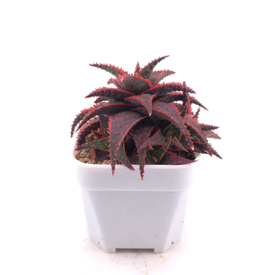 Aloe ‘Christmas Carol’ | 聖誕蘆薈 thumbnail 3