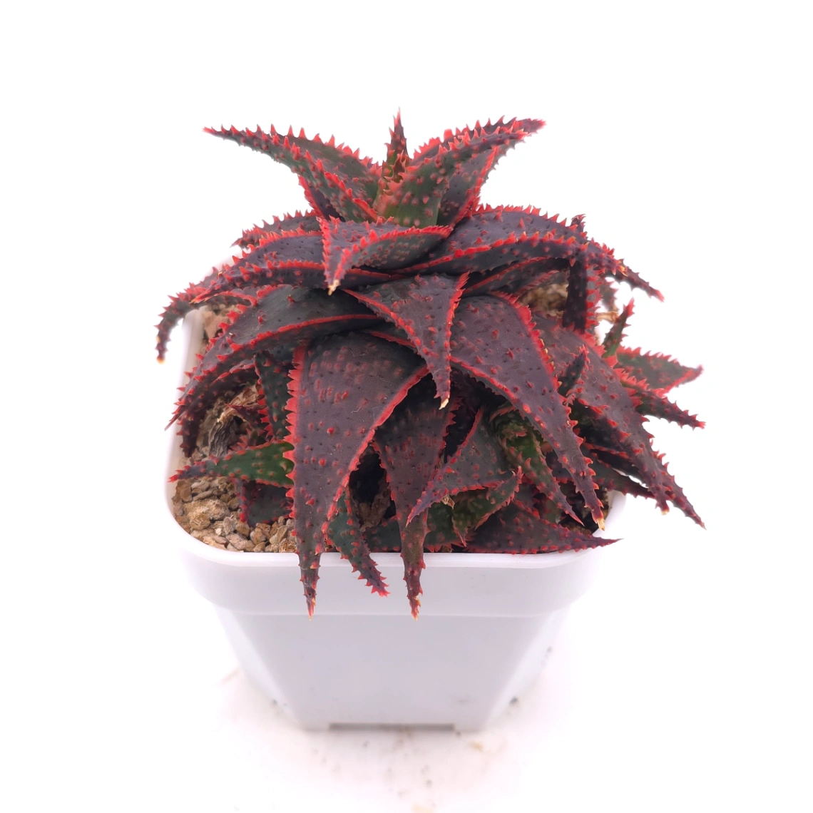 Aloe ‘Christmas Carol’ | 聖誕蘆薈 thumbnail 2