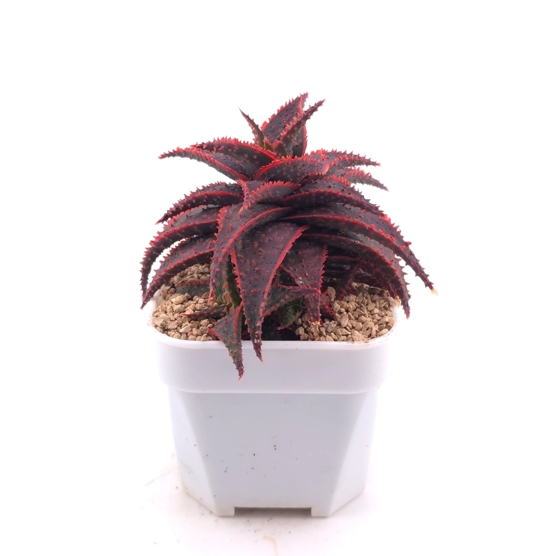 Aloe ‘Christmas Carol’ | 聖誕蘆薈 thumbnail 3