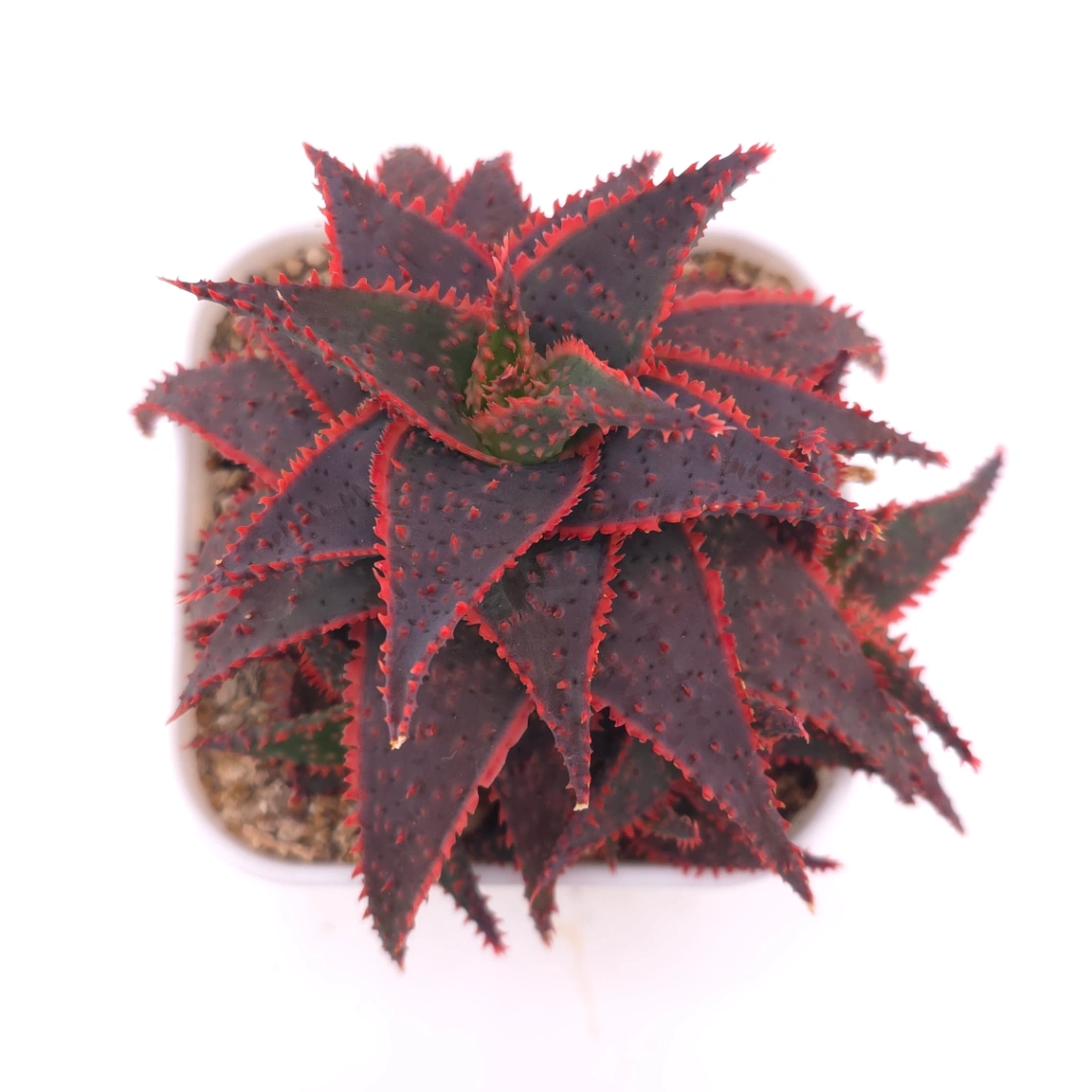 Aloe ‘Christmas Carol’ | 聖誕蘆薈 - View 1