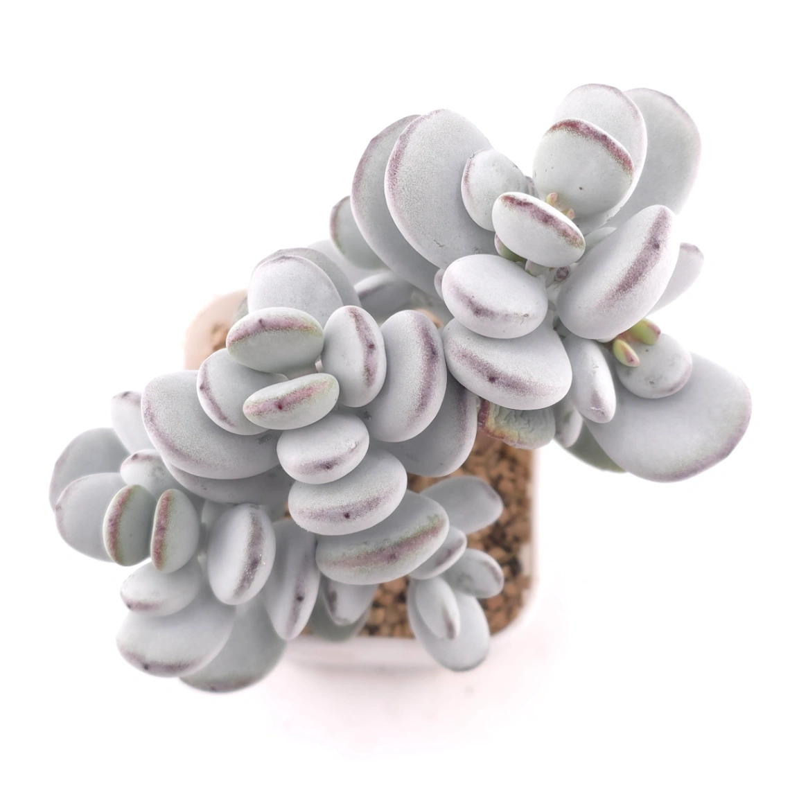 Cotyledon orbiculata | 乒乓福娘 - View 1