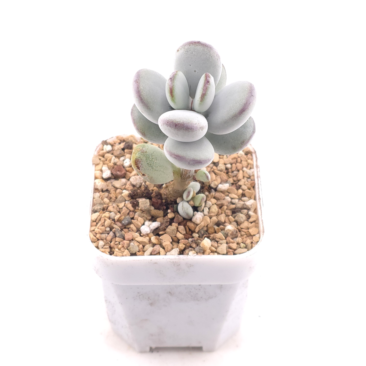 Cotyledon orbiculata | 乒乓福娘 thumbnail 2