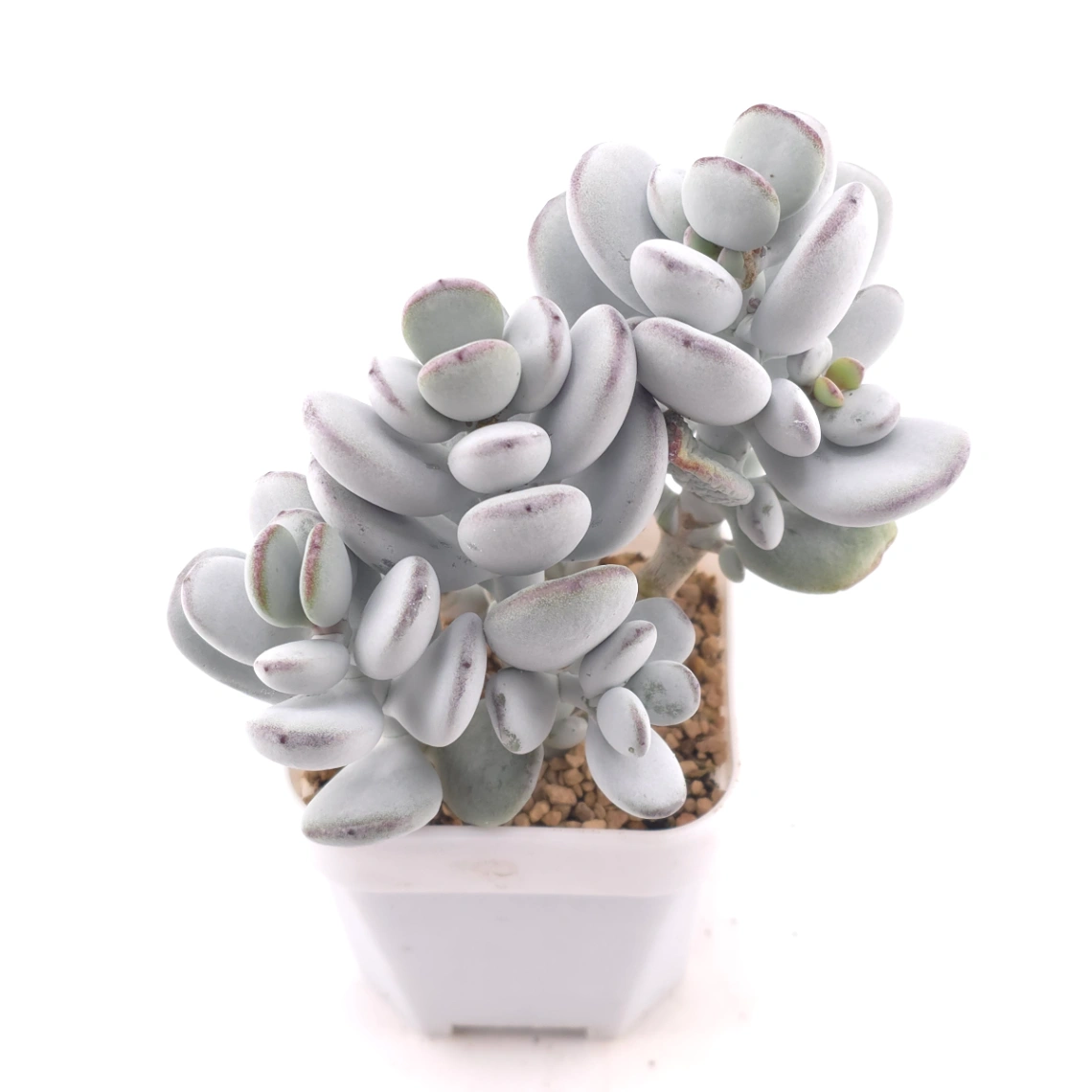 Cotyledon orbiculata | 乒乓福娘 thumbnail 2