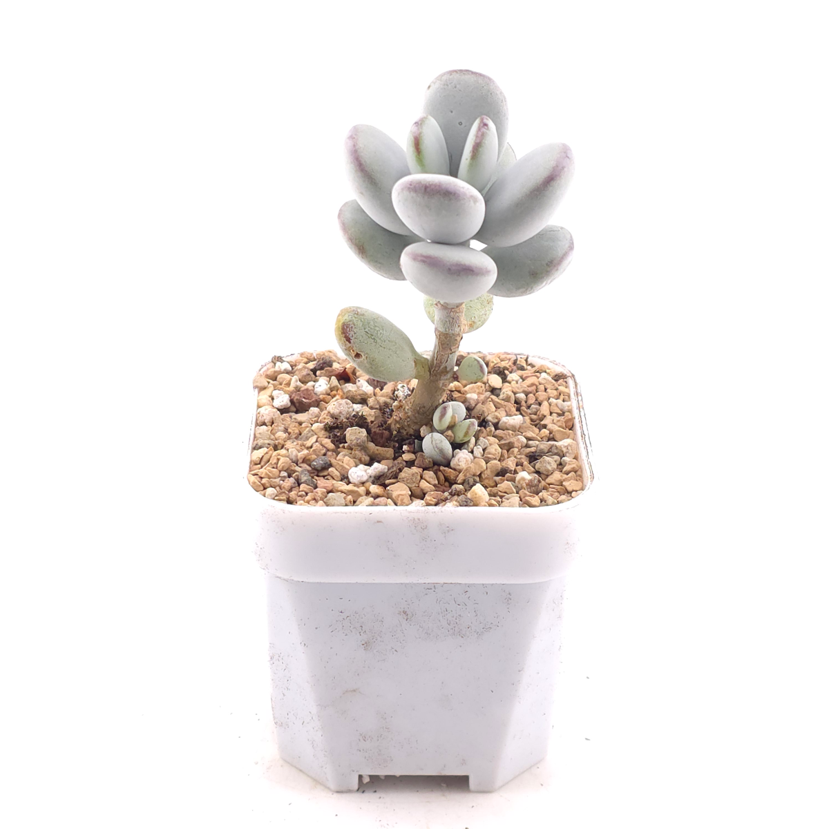 Cotyledon orbiculata | 乒乓福娘 thumbnail 3