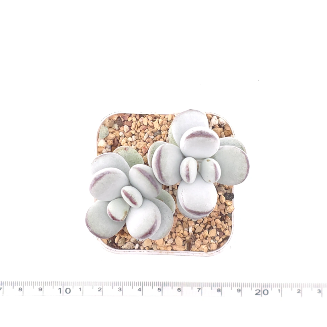 Cotyledon orbiculata | 乒乓福娘 thumbnail 4