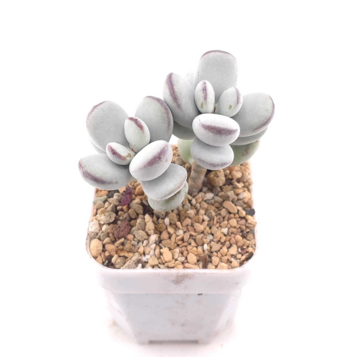 Cotyledon orbiculata | 乒乓福娘 thumbnail 2