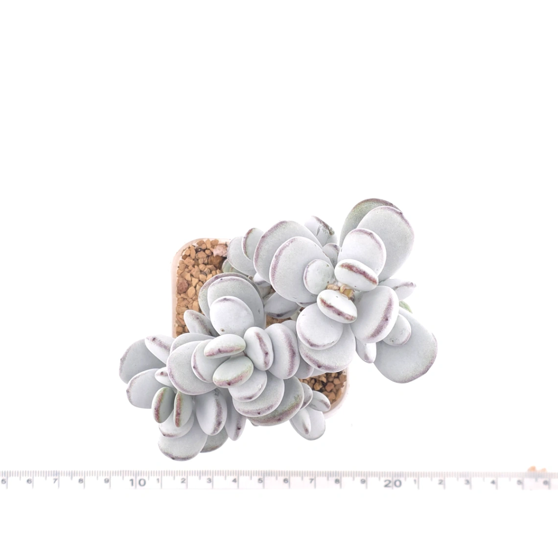 Cotyledon orbiculata | 乒乓福娘 thumbnail 4