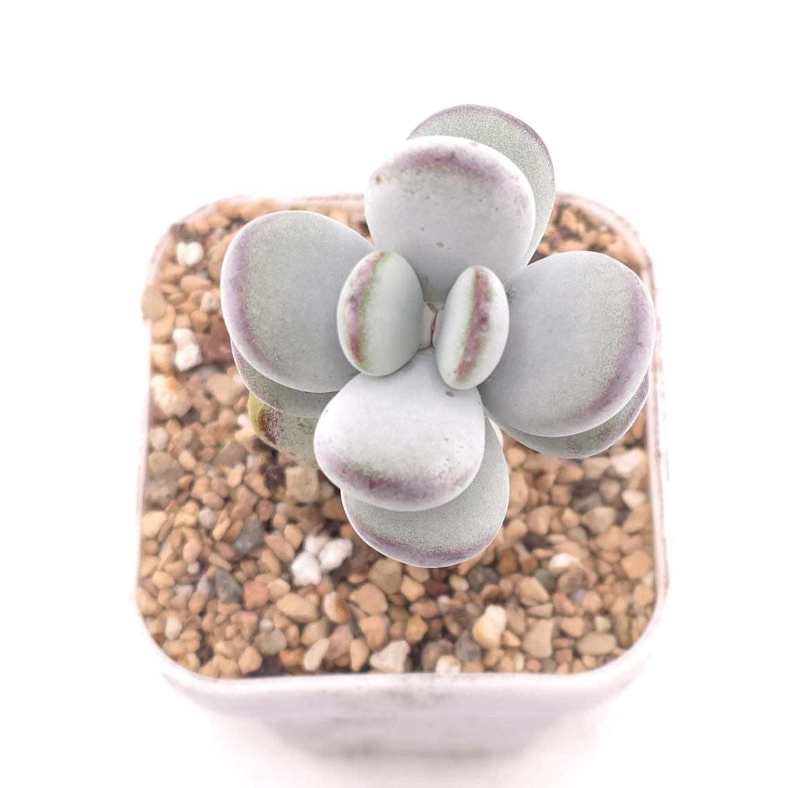 Cotyledon orbiculata | 乒乓福娘 - View 1