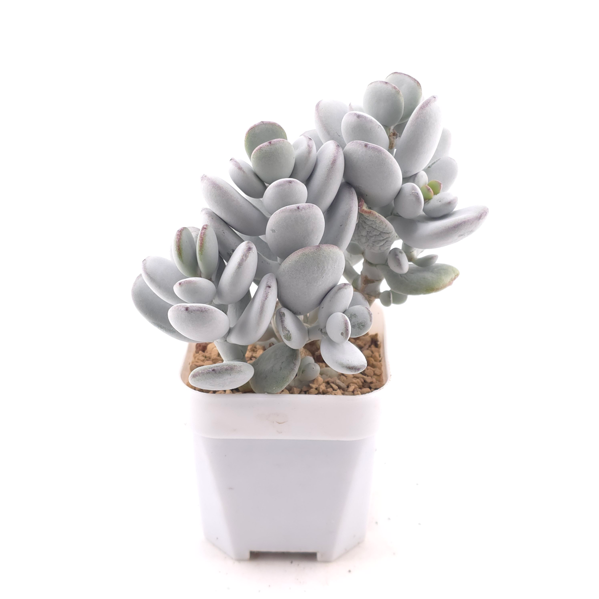 Cotyledon orbiculata | 乒乓福娘 thumbnail 3