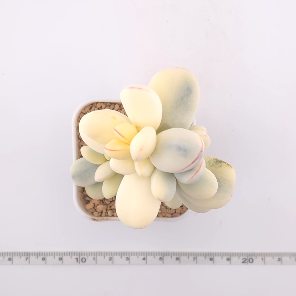 Cotyledon orbiculata cv. variegated (rounded leaf ver.) | 乒乓福娘錦 thumbnail 4
