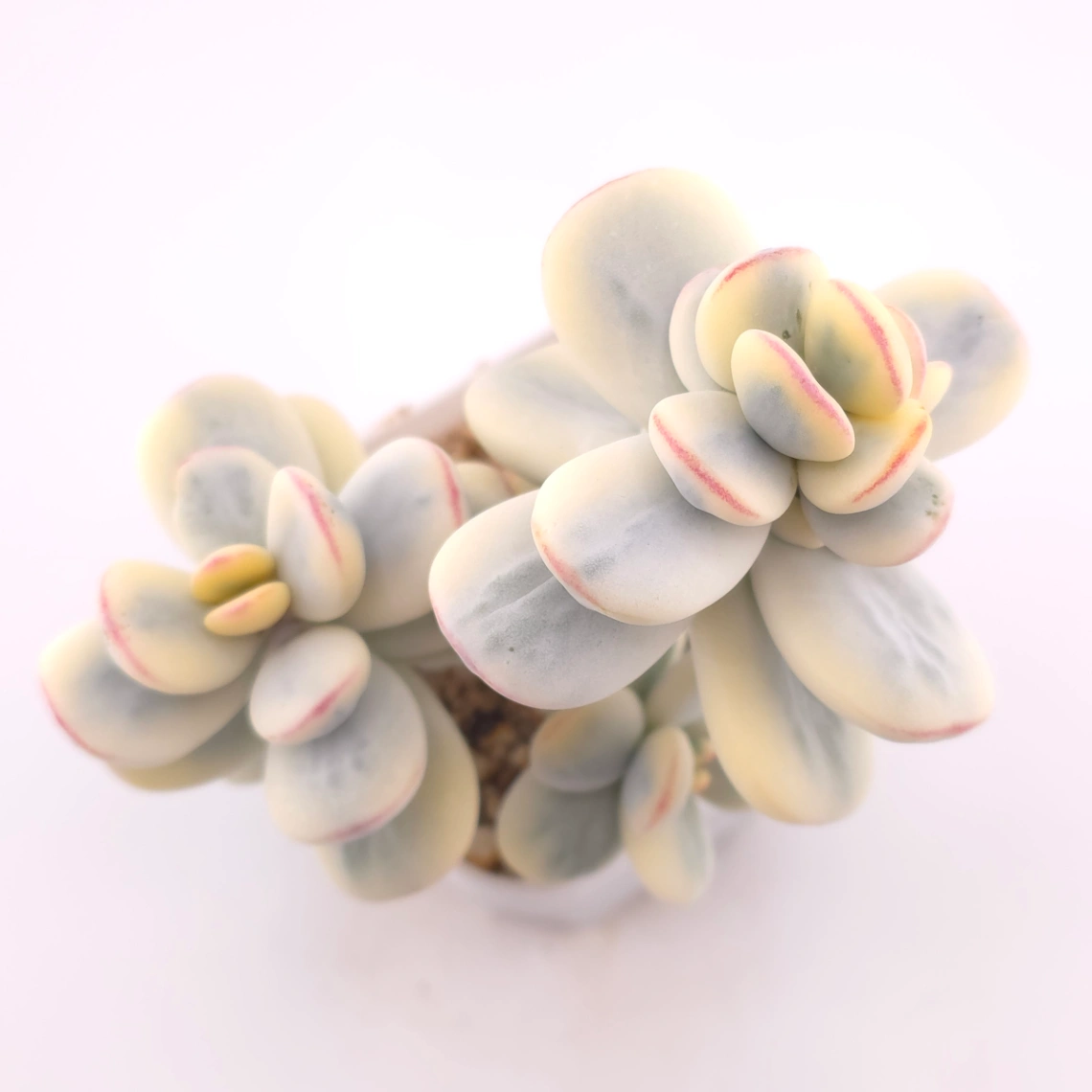 Cotyledon orbiculata cv. variegated (rounded leaf ver.) | 乒乓福娘錦 - View 1