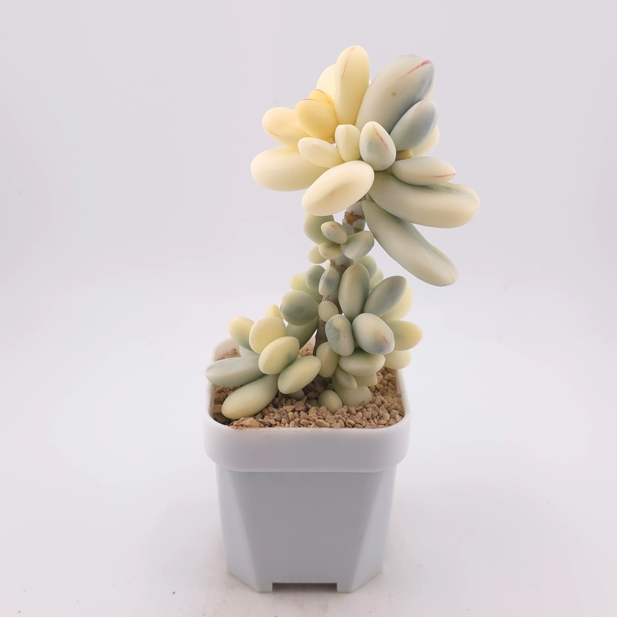 Cotyledon orbiculata cv. variegated (rounded leaf ver.) | 乒乓福娘錦 thumbnail 3